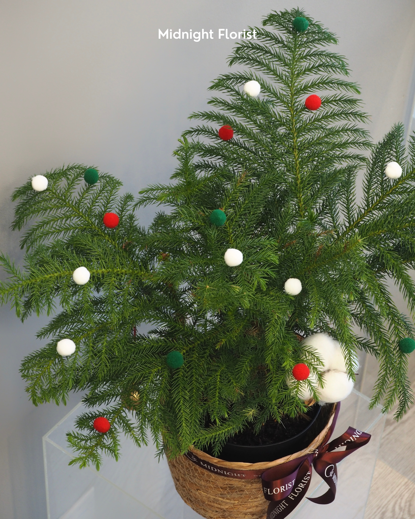 Norfolk Pink - 6" Pot