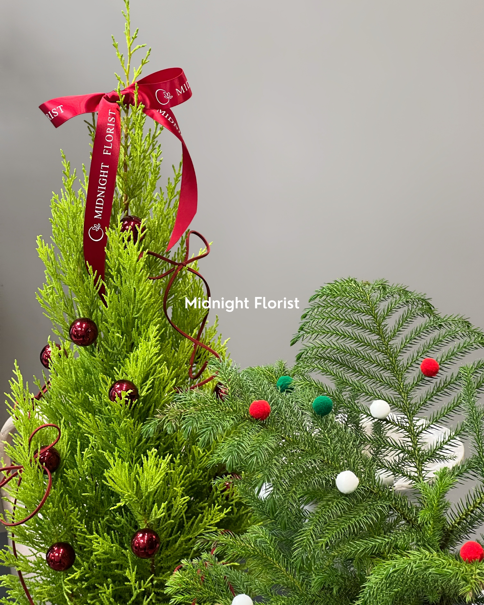 Lemon Cypress - 6" Pot