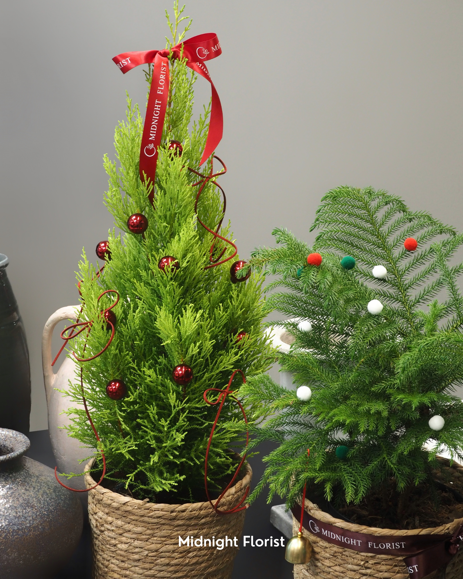 Lemon Cypress - 6" Pot